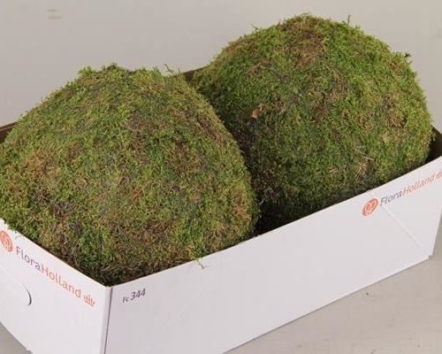 Ball Moss Green - Mos 21%