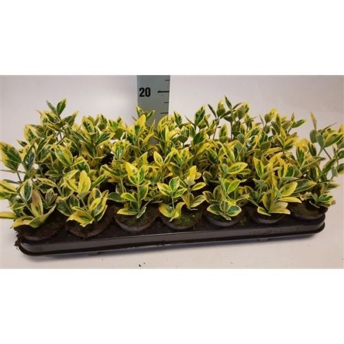 Euonymus jap. marieke