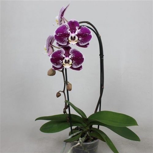 Phalaenopsis cascade compilation