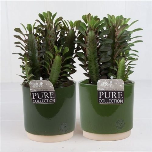 Euphorbia trigona rubra