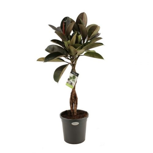 Ficus burgundy