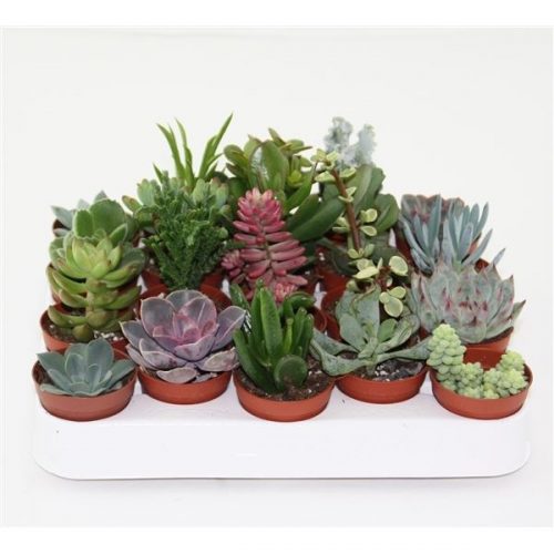 Succulenten mix