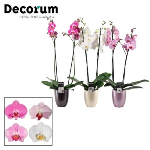 Phalaenopsis mix p2tdpp