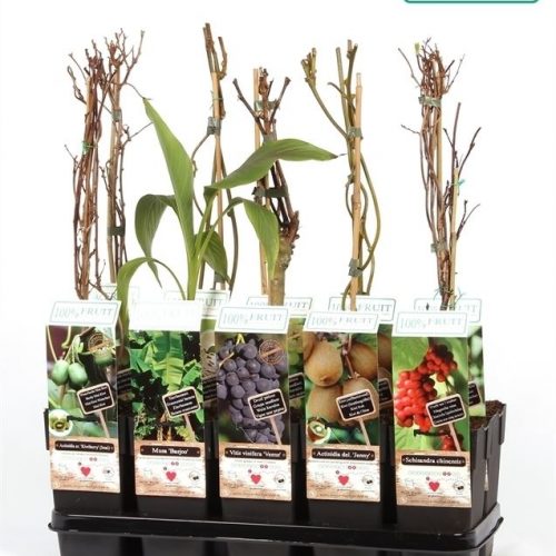 Fruitbomen mix tray exclusief