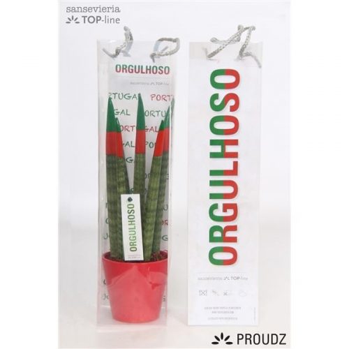 Sansevieria cilindrica proudz portugal