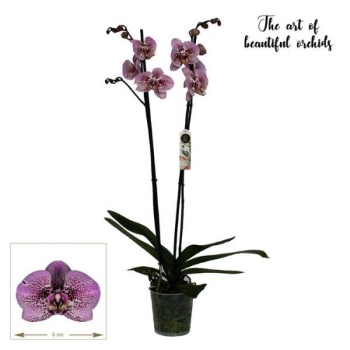 Phalaenopsis anthura andorra