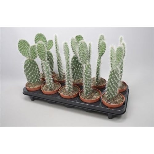 Cactus/succulent opuntia