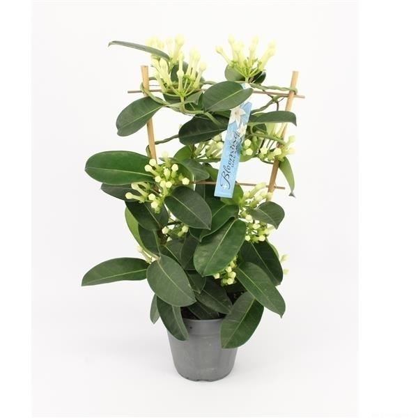 Stephanotis floribunda 1 Stephanotis floribunda