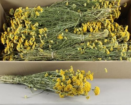 Df Lona's Yellow Bs - Df lona s yellow bs