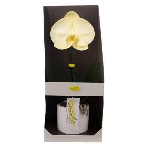 Phalaenopsis singolo lemon slcv