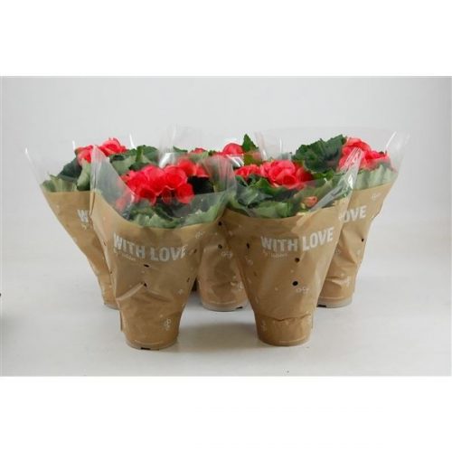 Begonia elatior hl. netja