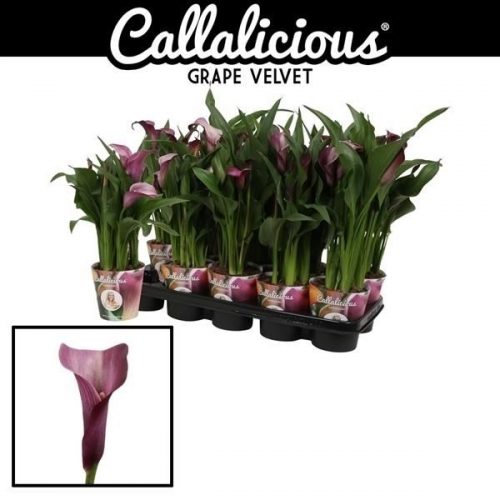 Zantedeschia grape velvet