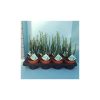 Euphorbia lactea 1