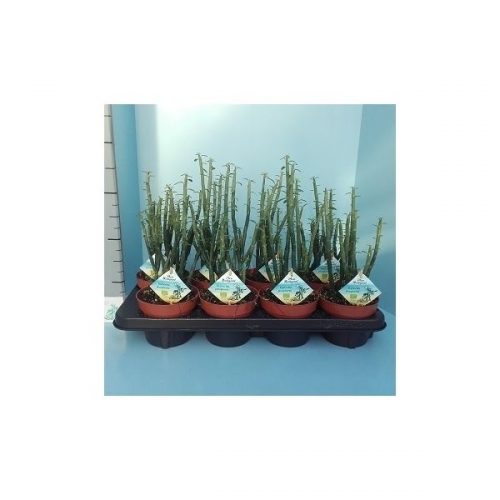 Euphorbia lactea