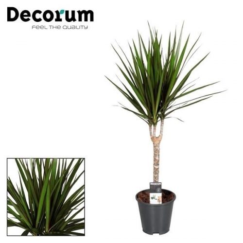 Dracaena marginata 30 cm stam