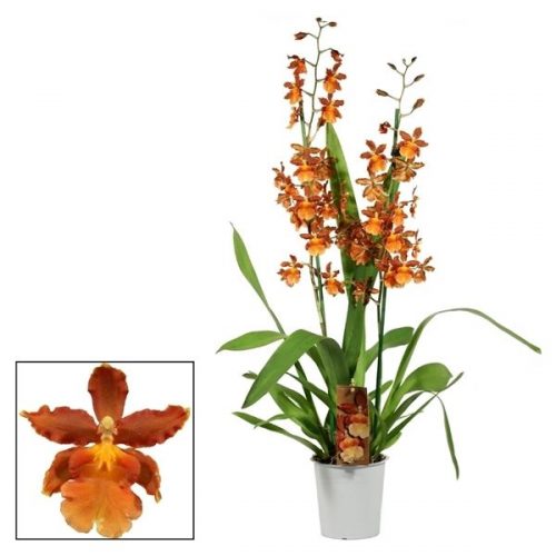 Cambria vuylstekeara plush catatante