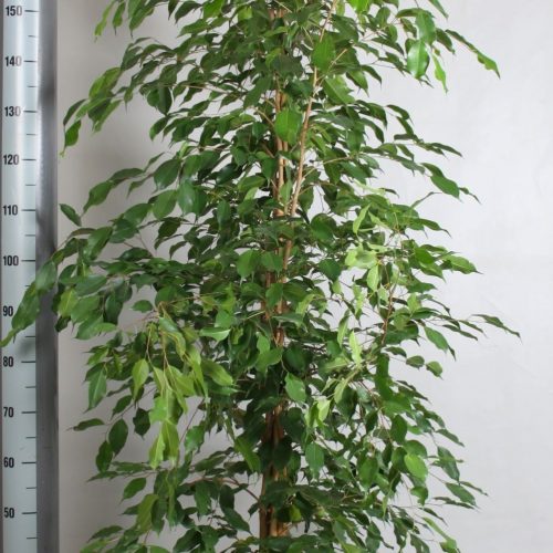 Ficus benjamina exotica