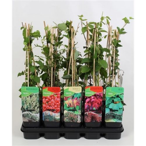 Hedera,lonicera,pyracantha,fallopia