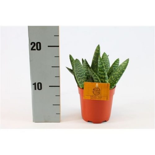 Aloe paradisicum