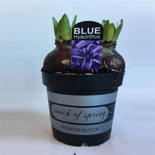 Hyacinthus orientalis blue pearl