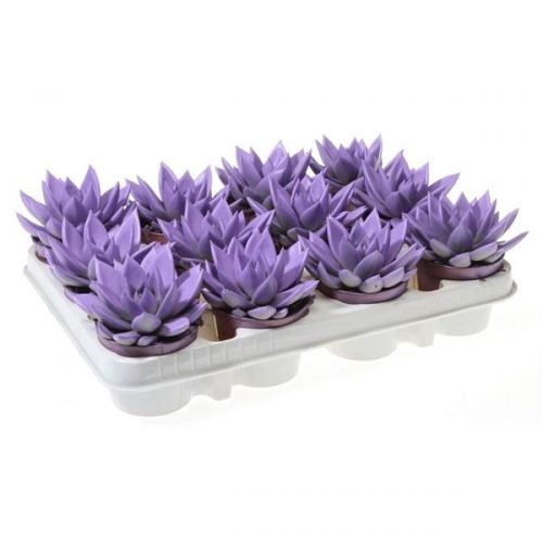 Echeveria miranda rainbow milka