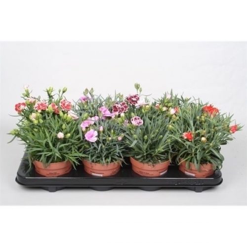 Dianthus mix