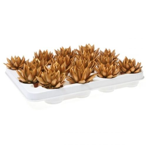 Echeveria miranda rainbow metallic orange