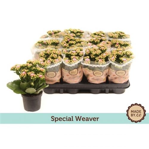 Kalanchoe rosalina special weaver