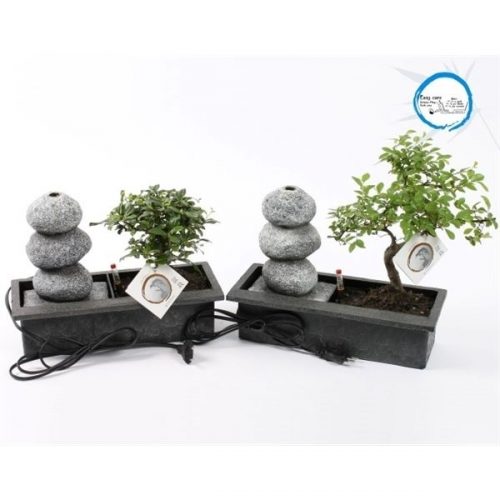 Arrangementen bonsai easycare