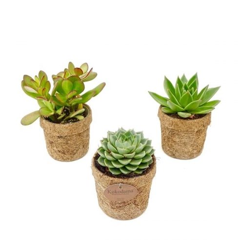 Kokopot succulent mix kp10succ