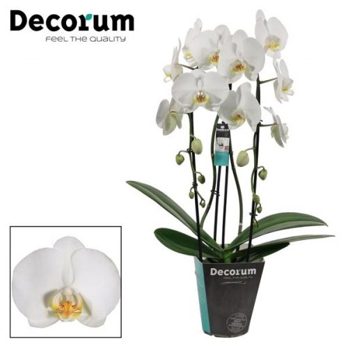 Phalaenopsis wit cascade