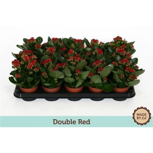 Kalanchoe calandiva rood
