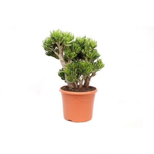 Crassula ovata hobbit hob30