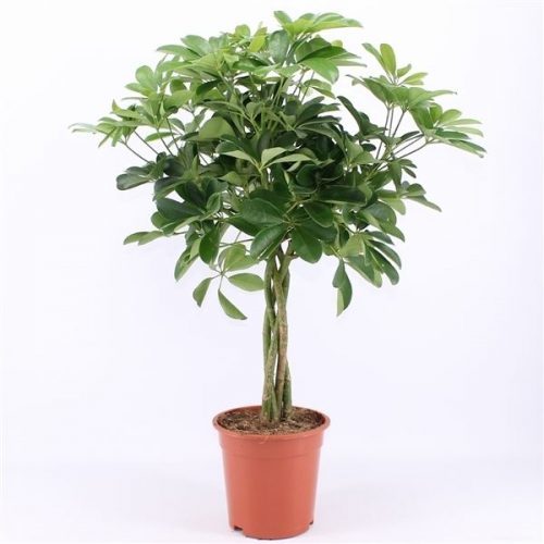 Schefflera arboricola nora