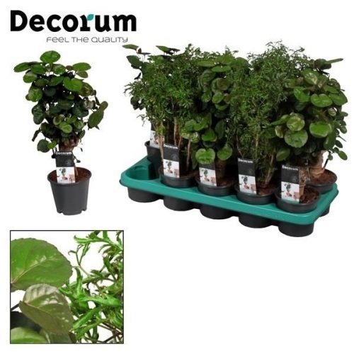 Polyscias mix (2-3 soorten)