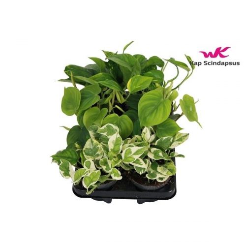 Epipremnum pinnatum mix