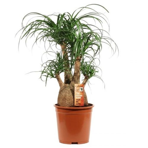 Beaucarnea recurvata vertakt