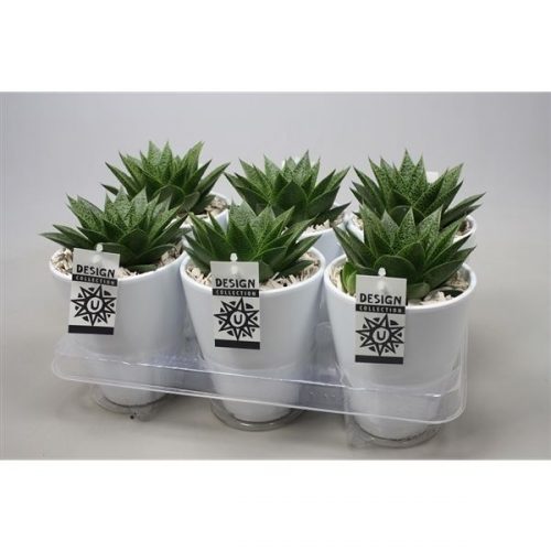 GasterHaworthia Royal Highness