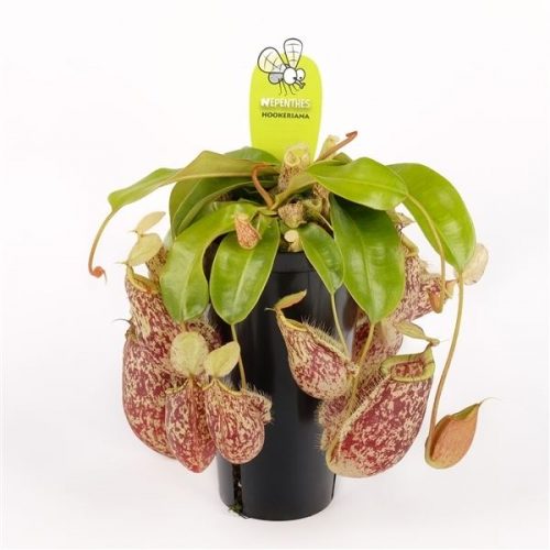 Nepenthes hookeriana