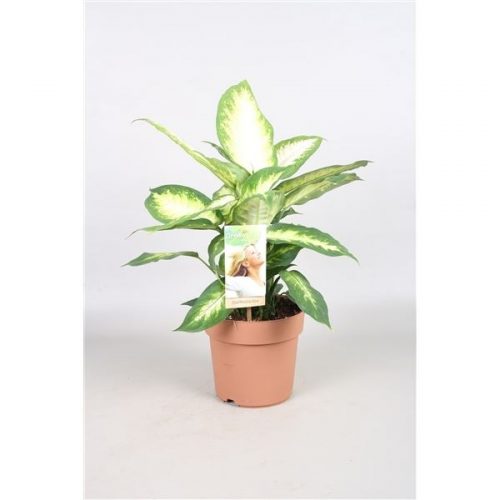 Dieffenbachia camilla
