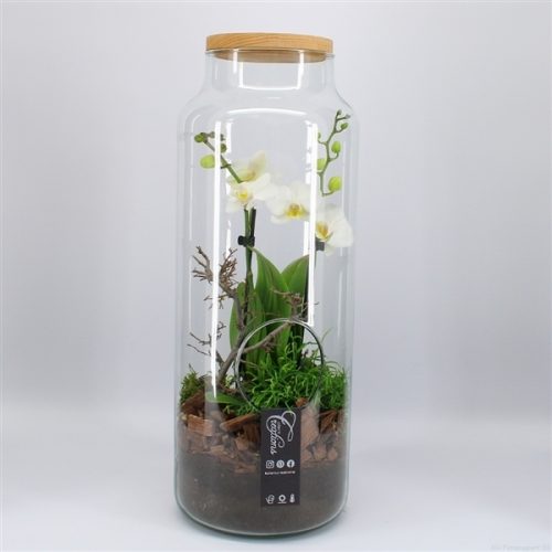 Phal-2017w phalaenopsis creatie	-	4	-	Adet