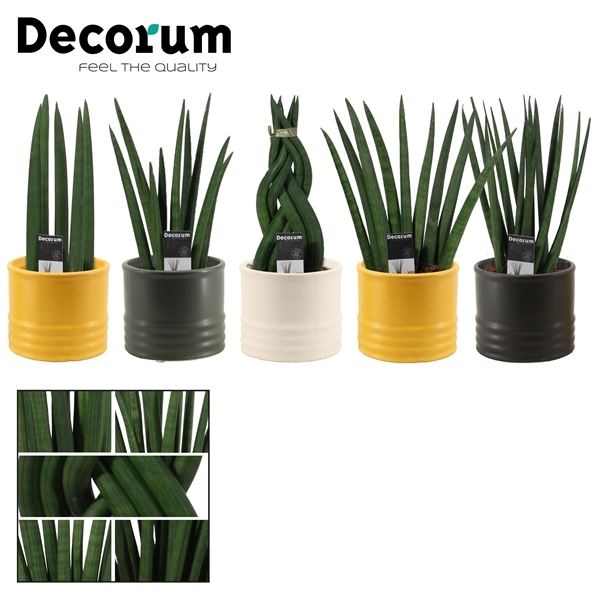 Sansevieria cylindrica 9 cm mix in