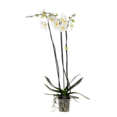 Phalaenopsis bijoux diamond