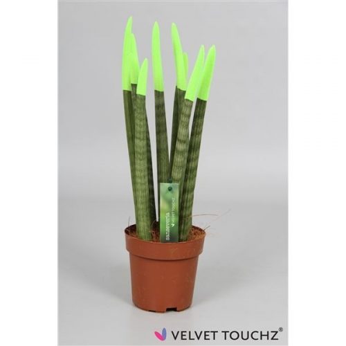 Sansevieria cylindrica spaghetti