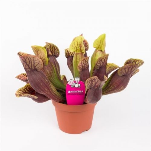 Sarracenia purpurea hybride