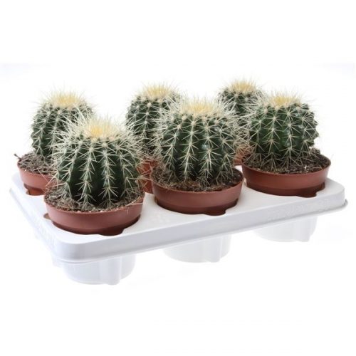 Echinocactus grusonii ca12016