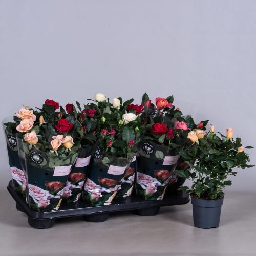 Rosa victory mix
