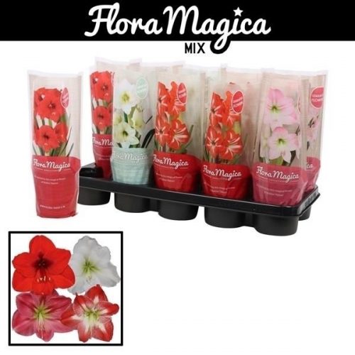 Hippeastrum mix standaard