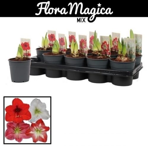 Hippeastrum mix standaard