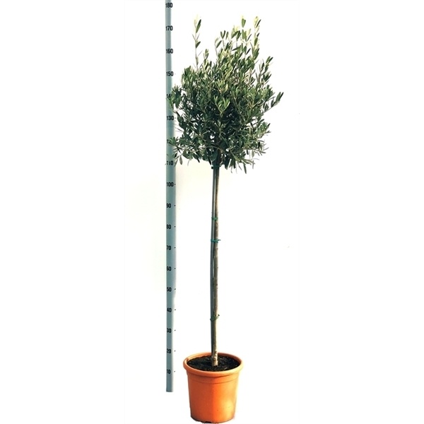 Olea Europaea 1 Olea Europaea